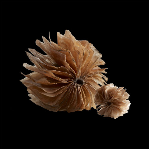 Sculpture en feuilles de Talosel